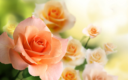 پوستر زیبا از گل های رز پرتغالی رنگ orange rose flowers