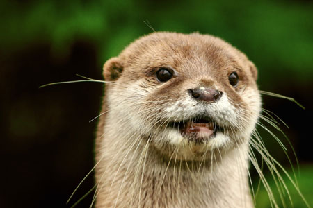 عکس صورت سمور آبی  otters animals face
