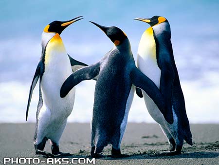 پنگوئن های امپراتور penguins wallpaper