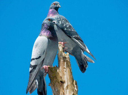 عکسهای زیبای کبوترها pigeons blue