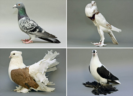عکس انواع مختلف کبوتر pigeons bird