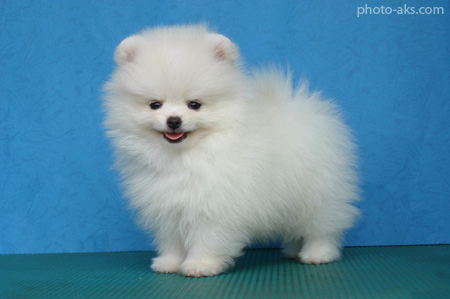 سگ پامرانین pomeranian white dog