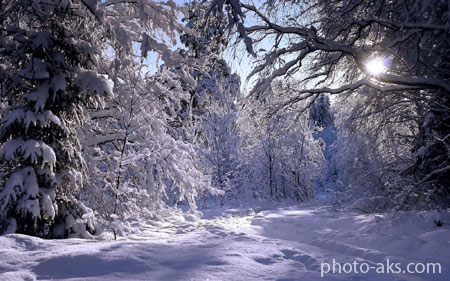 منظره جنگل پوشیده از برف winter in forest