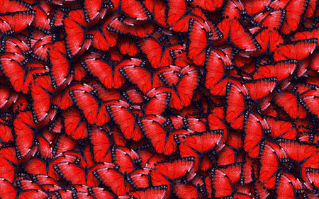پس زمینه پروانه قرمز red butterflies