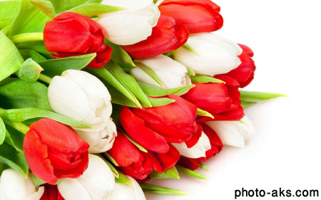 گل های لاله سفید و قرمز red and white tulips