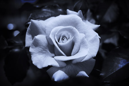 عکس گل رز سیاه سفید rose black and white