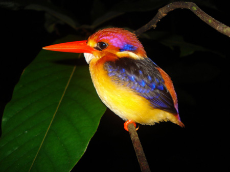 پرنده زیبا ماهی خوار رنگارنگ ruddy kingfisher colorfull