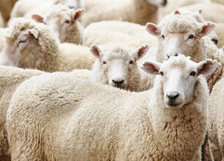عکس دسته جمعی گوسفند ها sheeps wallpaper