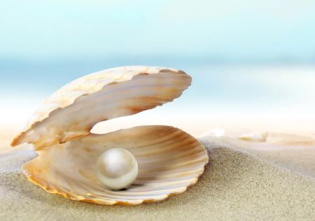 عکس پروفایل صدف shell with pearl