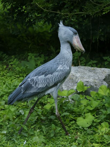 عکس لک لک نیل shoebill stork