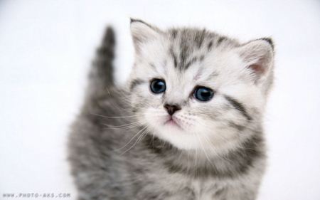 تصویر بچه گربه ناز و ملوس و مامانی Small Kitty widescreen