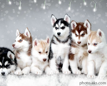 والپیپر سگ های سورتمه snow dogs cute huskires