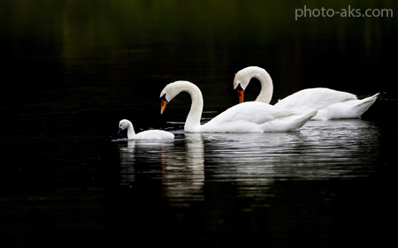 زیباترین عکس از قو ها swan family