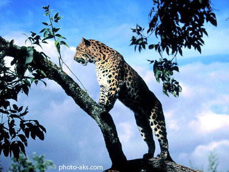 گربه وحشی روی درخت leopard on tree