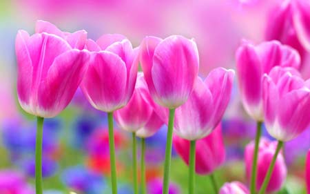 عکس گلهای لاله صورتی زیبا tulips new background
