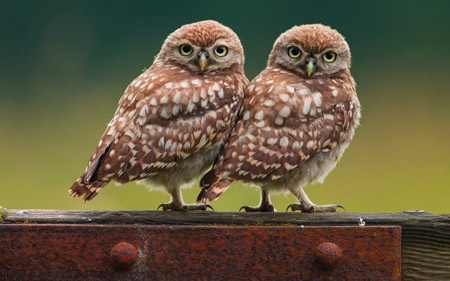 عکس دو پرنده جغد کنار هم two birds owls