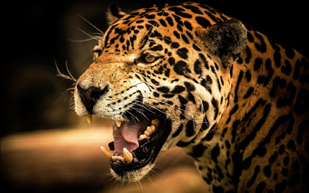 تصویر نعره یوزپلنگ چیتا wallpaper of cheetah leopard