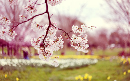 بهار 95 و شکوفه درختان boolms in spring