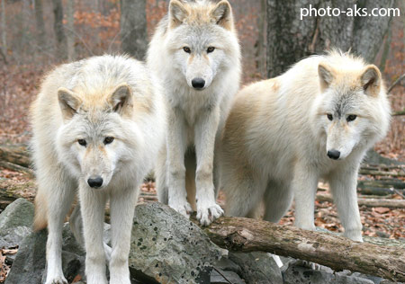 گله گرگ های سفید white wolves