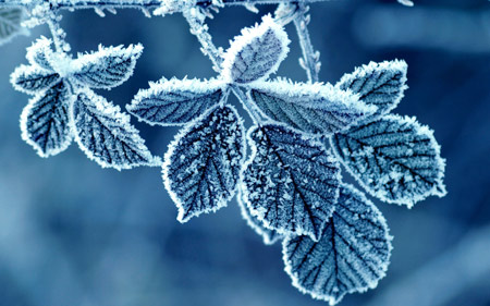 برگ یخ زده در زمستان winter forst leaves