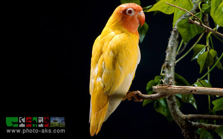 طوطی زرد yellow parrot