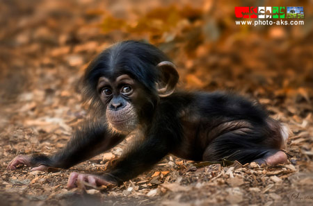 بچه شامپانزه بامزه a cute little monkey