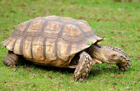 عکس لاکپشت افریقایی african spurred tortoise