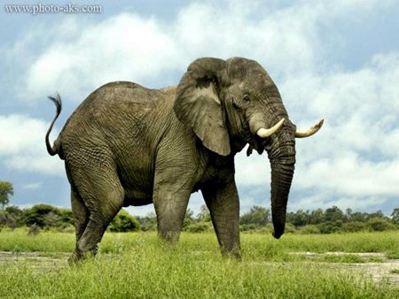 فیل افریقای african elephant