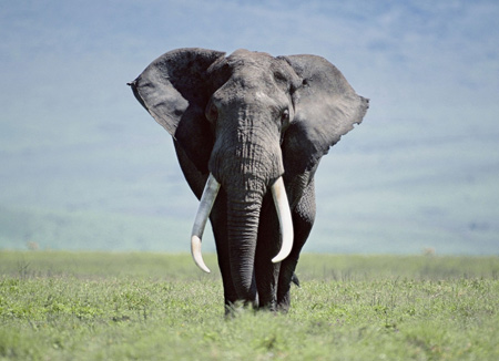 عکس فیل بزرگ از روبرو aks fil bozorg