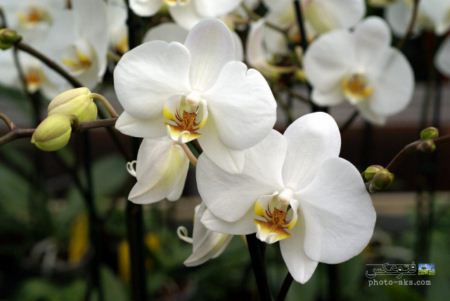 عکس گل ارکیده aks goleh orkideh