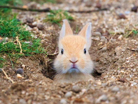 خرگوش بامزه داخل لانه akh lane kharghosh bamaze