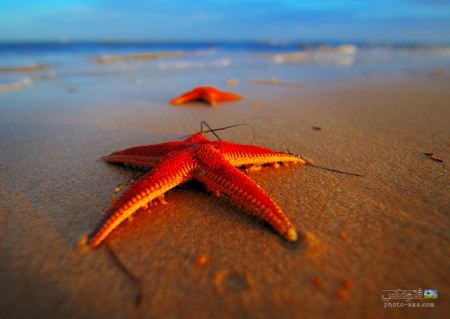 ستاره دریایی در کنار ساحل aks setareh daryayi