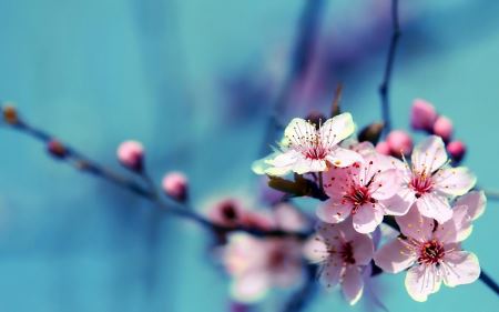 عکس گل و شکوفه بهاری shokofe bahari ziba