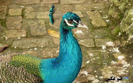 عکس زیبا از طاووس aks tavoos