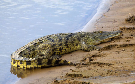 عکس تمساح در کنار رودخانه aligator crawling beach