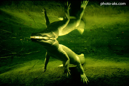 عکس کروکودیل از زیر آب alligator under water
