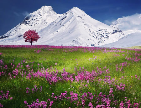 منظره گلهای بهاری دامنه کوه mountains spring flowers