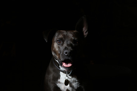 سگ سیاه امریکایی استافوردشایر american dog sheperd