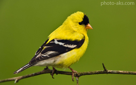 پرنده فنچ امریکایی american goldfinch