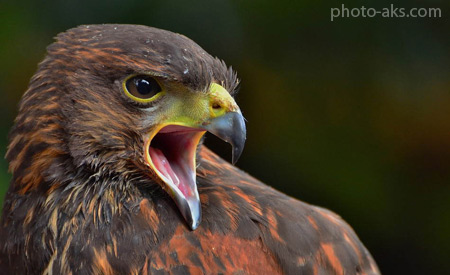 عکس عقاب عصبانی angry eagle birds