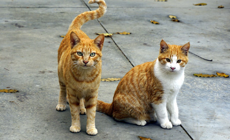 عکس دو گربه شهری two cats wallpaper