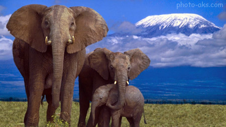 عکس فیل های افریقایی elephants african images