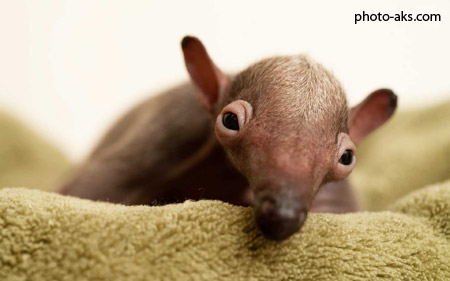 عکس بچه مورچه خوار baby of anteater