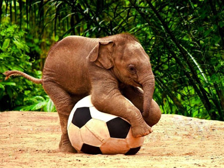 عکس بچه فیل آسیایی بامزه asian elephant baby