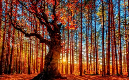 نقاشی جنگل پاییزی بسیار زیبا autumn forest painting