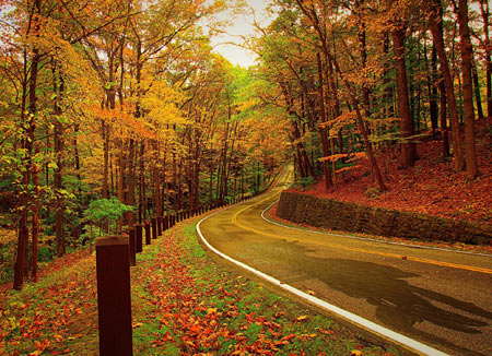 منظره طبیعت جاده پاییزی جنگل autumn forest road