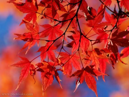 برگ پاییزی قرمز autumn leaf