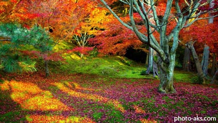 طبیعت پاییز هزار رنگ autumn colorfull nature
