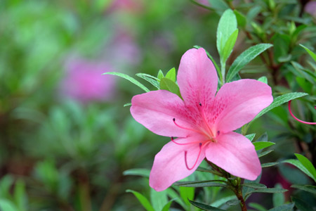 گل آزاله صورتی زیبا azalea pink flower