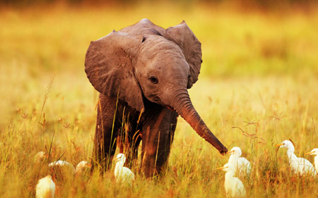 عکس بچه فیل در کنار پرنده ها baby elephant with bird